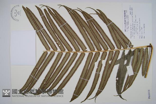 蘭嶼觀音座蓮藏品圖，第1張