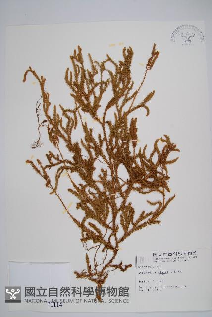 石松藏品圖，第1張