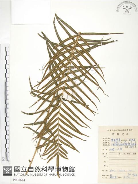 鱗蓋鳳尾蕨藏品圖，第1張