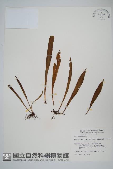 柳葉劍蕨藏品圖，第1張