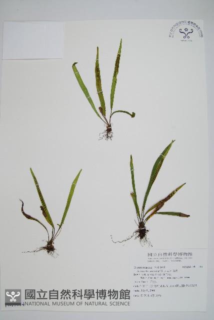 大武禾葉蕨藏品圖，第1張