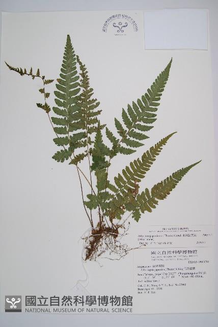 東洋蹄蓋蕨藏品圖，第1張