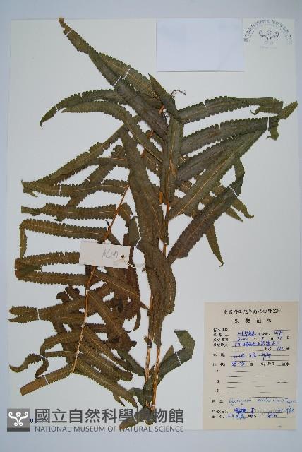 擬毛蕨藏品圖，第1張