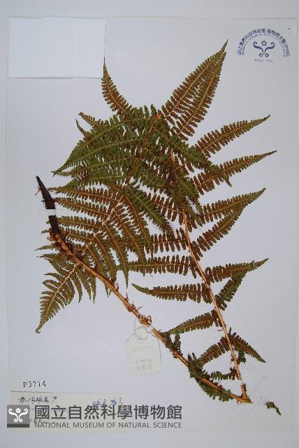 希陶蹄蓋蕨藏品圖，第1張