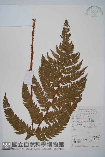 觀光鱗毛蕨藏品圖，第1張