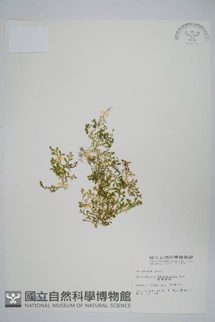 膜葉卷柏藏品圖，第1張