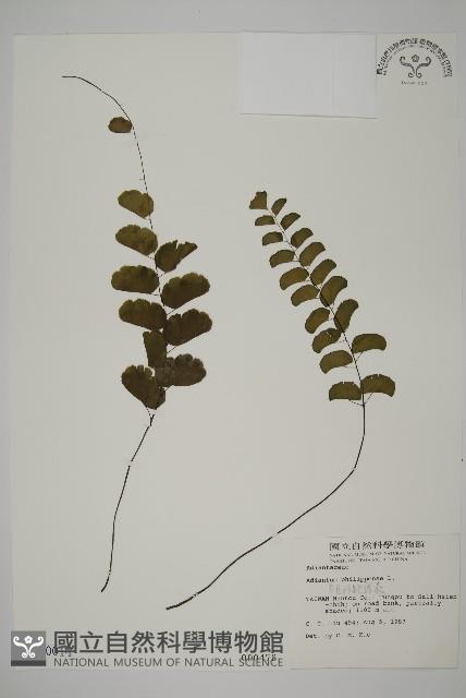 半月形鐵線蕨藏品圖，第1張