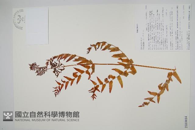 歐紫萁藏品圖，第1張