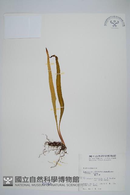 麟瓦葦、川上氏瓦葦藏品圖，第1張