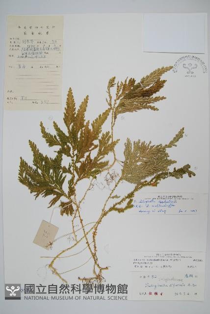 異葉卷柏藏品圖，第1張