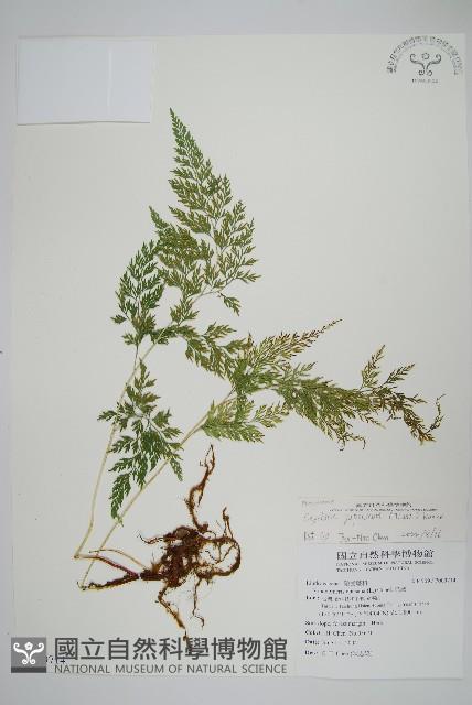 日本金粉蕨藏品圖，第1張