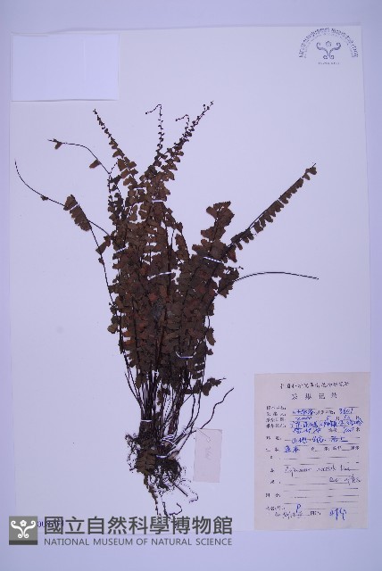 生芽鐵角蕨藏品圖，第1張