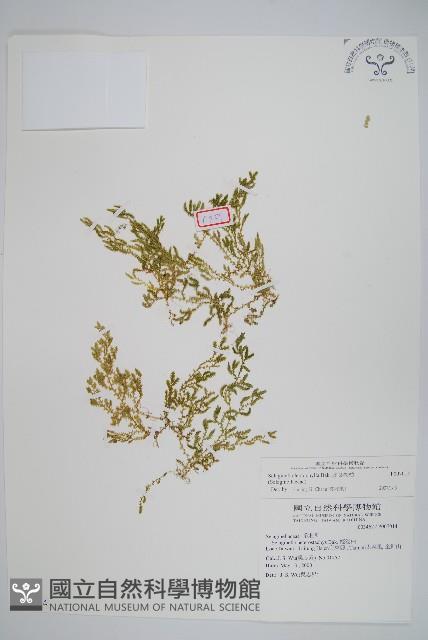 Accession Number:P007014 Collection Image, Figure 1, Total 2 Figures