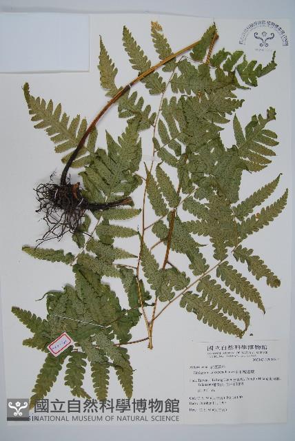 Accession Number:P006514 Collection Image, Figure 1, Total 5 Figures