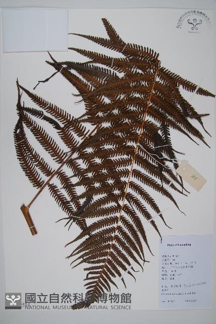 金狗毛蕨藏品圖，第1張