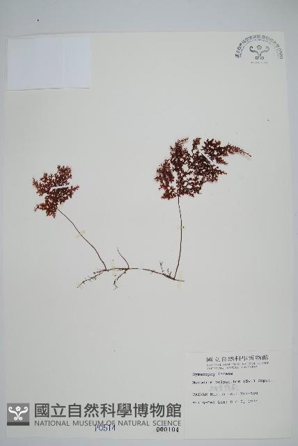 細葉蕗蕨藏品圖，第1張