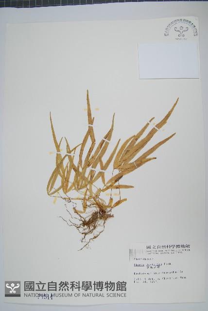 掌鳳尾蕨藏品圖，第1張