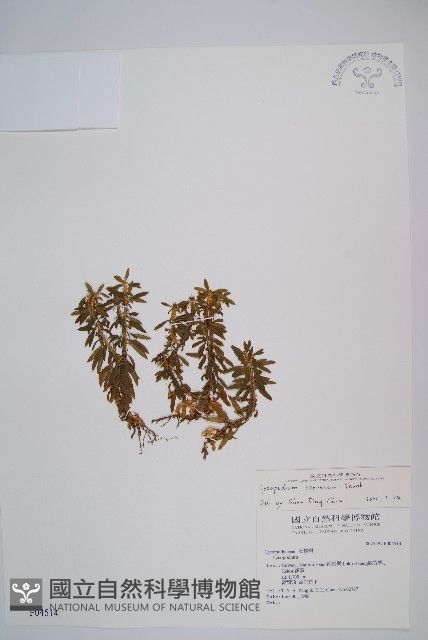 千層塔藏品圖，第1張