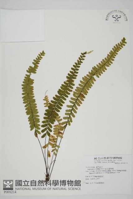 生芽鐵角蕨藏品圖，第1張