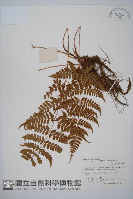 長葉鱗毛蕨藏品圖，第1張