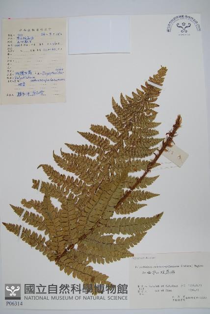 倒鱗耳蕨藏品圖，第1張