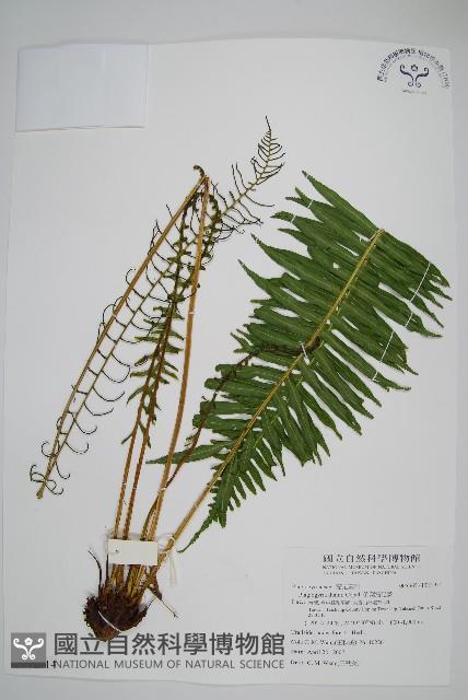 倒葉瘤足蕨藏品圖，第1張