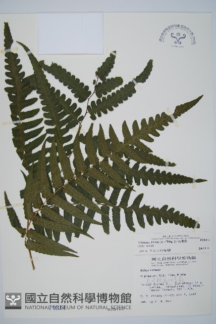 毛柄短腸蕨藏品圖，第1張