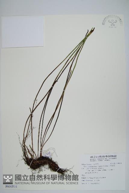 二條線蕨藏品圖，第1張