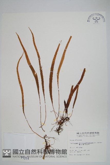 擬烏蘇里瓦葦藏品圖，第1張