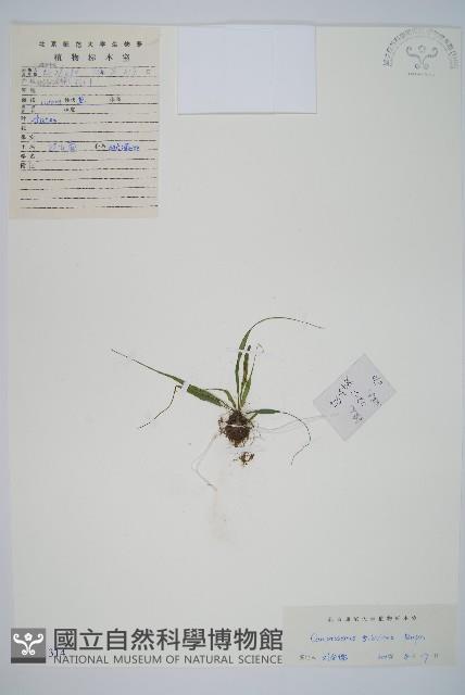 過山蕨藏品圖，第1張