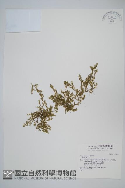 膜葉卷柏藏品圖，第1張