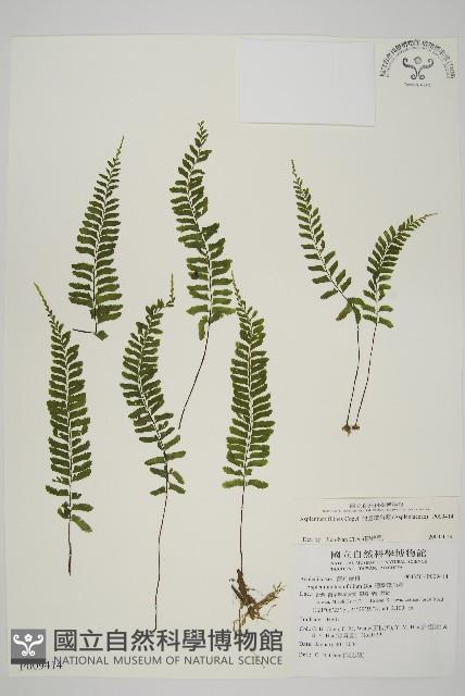 複齒鐵角蕨藏品圖，第1張