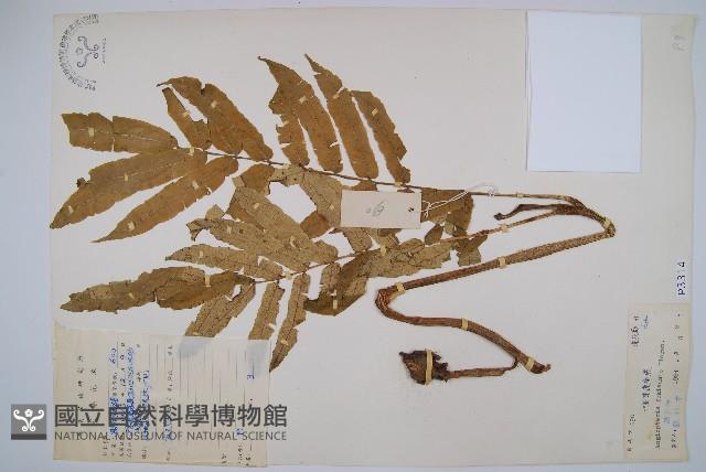 福建蓮座蕨藏品圖，第1張