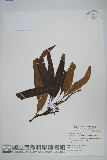 波氏星蕨藏品圖，第1張