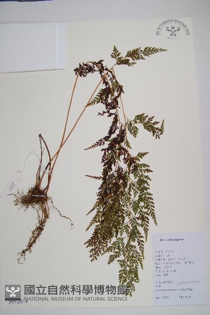 烏蕨藏品圖，第1張