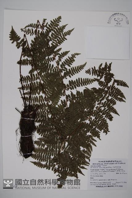 川上氏肋毛蕨藏品圖，第1張