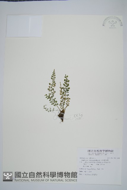 小葉鐵角蕨藏品圖，第1張