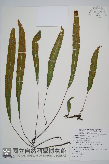 單葉雙蓋蕨藏品圖，第1張