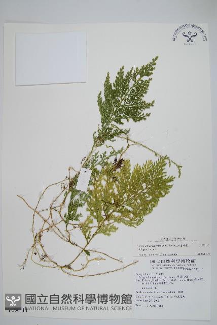 密葉卷柏藏品圖，第1張