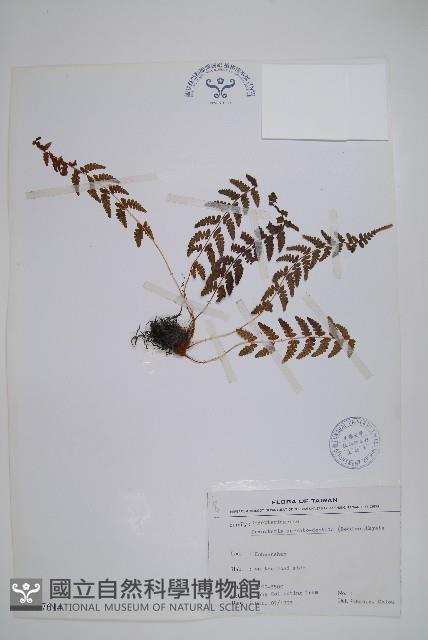 鋸齒葉鱗毛蕨藏品圖，第1張