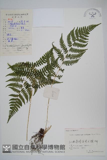 密腺副金星蕨藏品圖，第1張