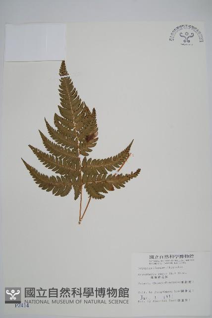 南海鱗毛蕨藏品圖，第1張