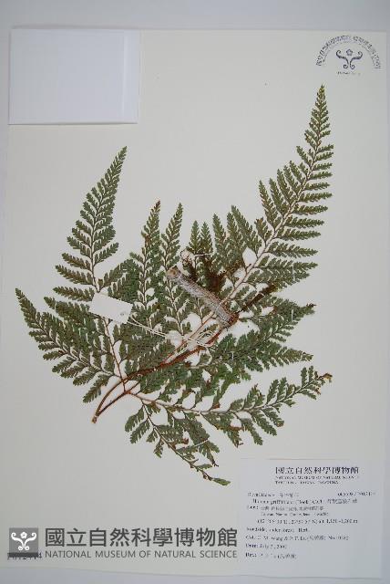 杯狀蓋陰石蕨藏品圖，第1張