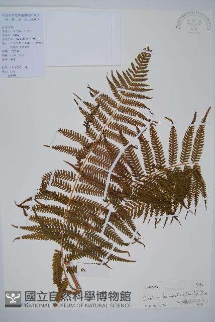 金狗毛蕨藏品圖，第1張