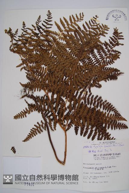 姬蕨藏品圖，第1張