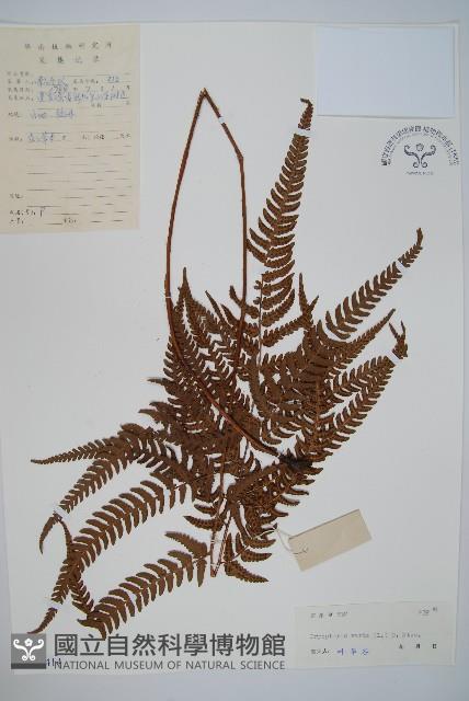 南海鱗毛蕨藏品圖，第1張