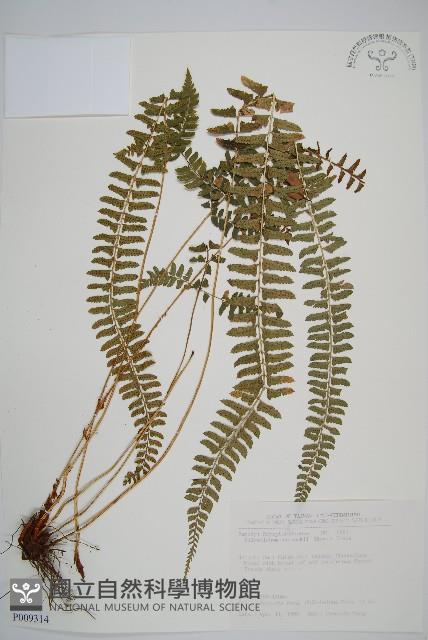 韓氏耳蕨藏品圖，第1張