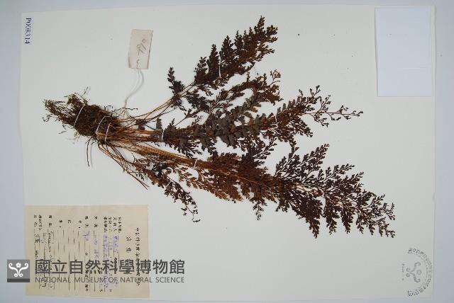 烏蕨藏品圖，第1張