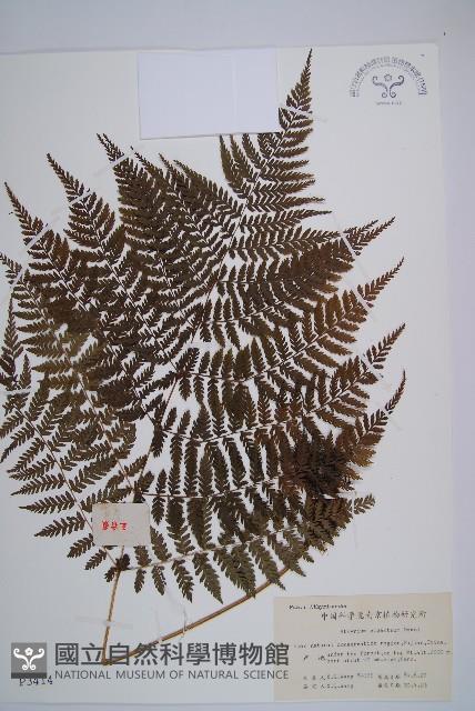 修株蹄蓋蕨藏品圖，第1張