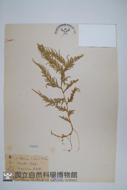 全緣卷柏藏品圖，第1張